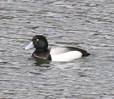 Greater Scaup - ML90255381