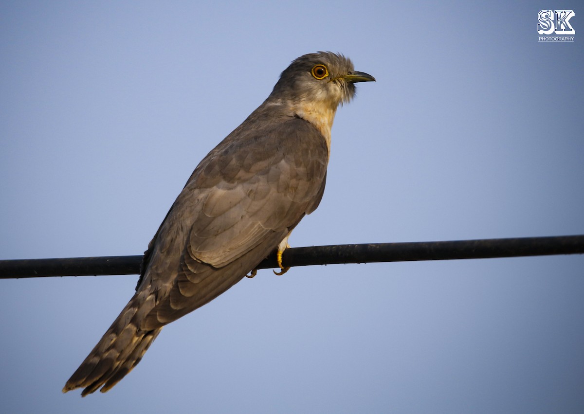 Common Hawk-Cuckoo - Sachin Kumavat