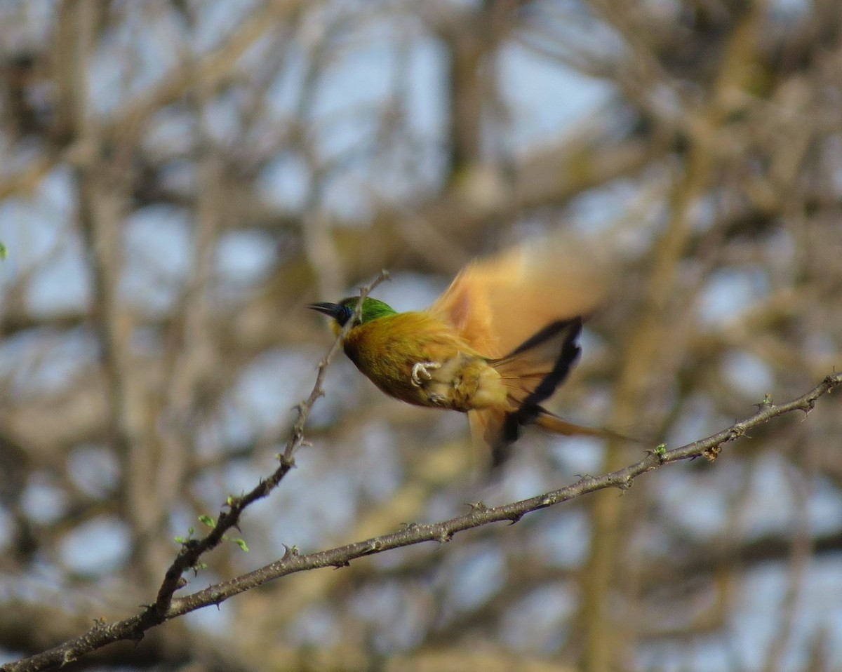 Little Bee-eater - Karen Halliday