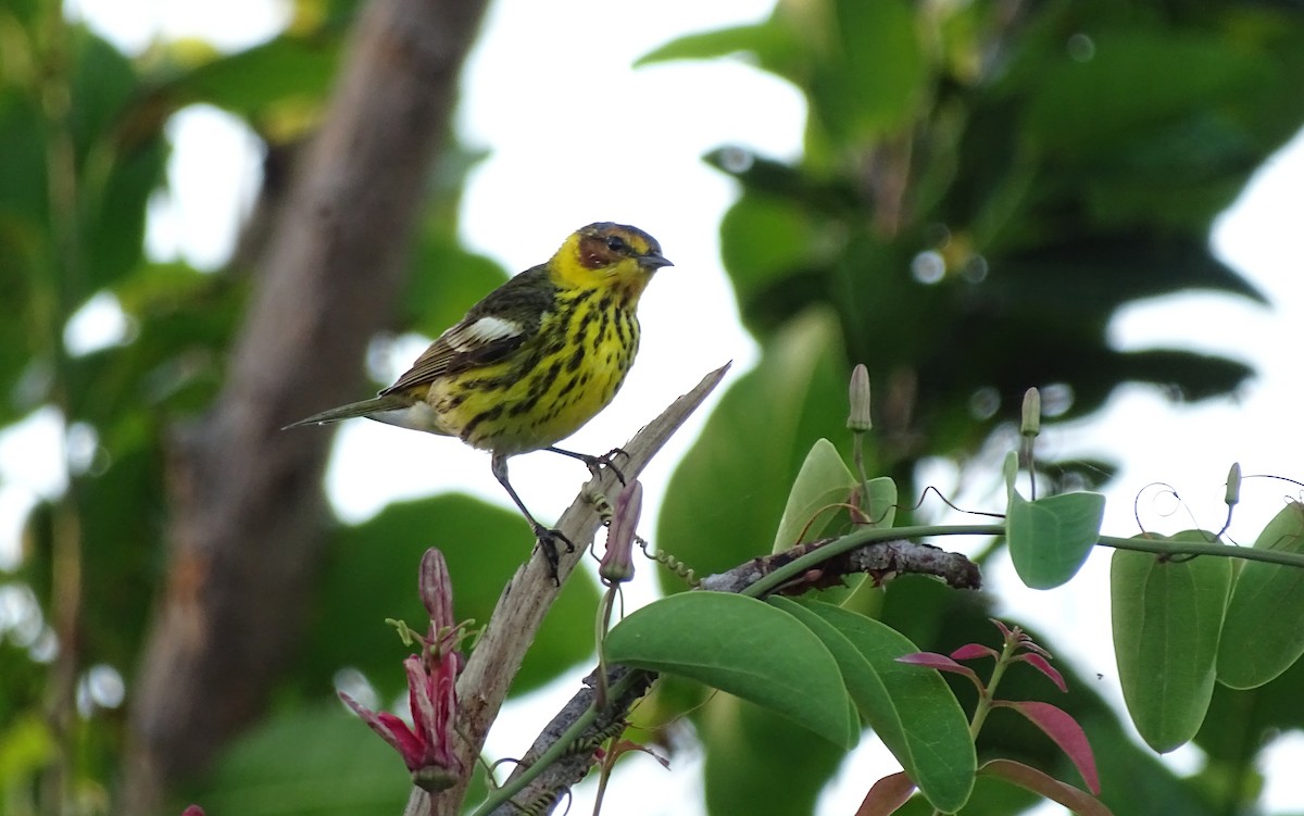 Cape May Warbler - ML90259211
