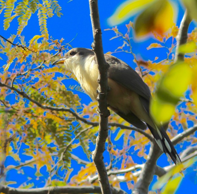 Mangrove Cuckoo - Stuart White