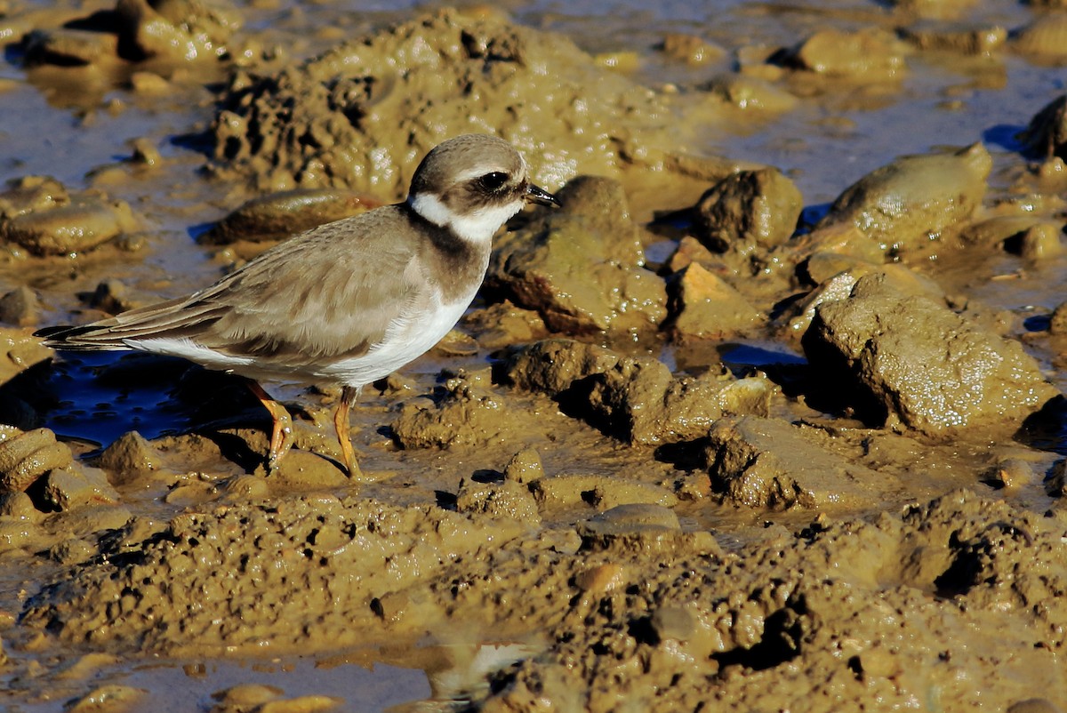 Common Ringed Plover - ML90259771