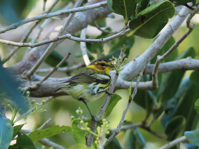 Cape May Warbler - Stuart White