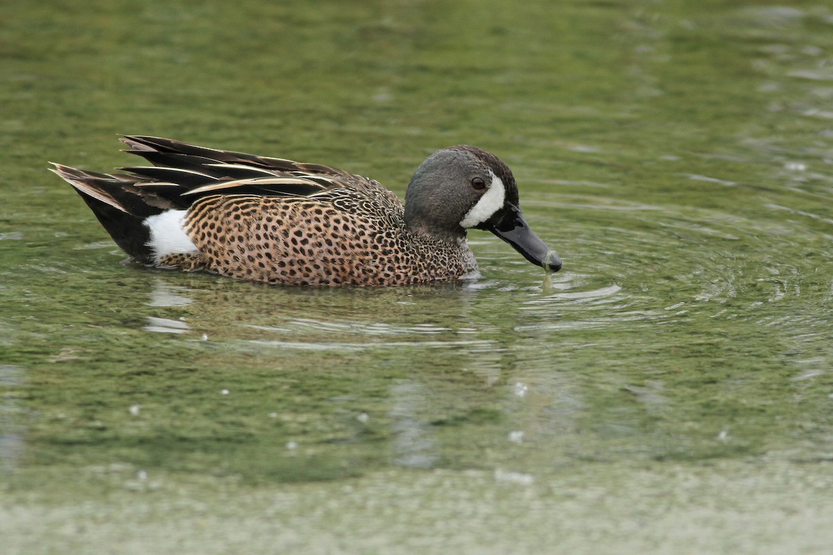 Blue-winged Teal - ML90260291