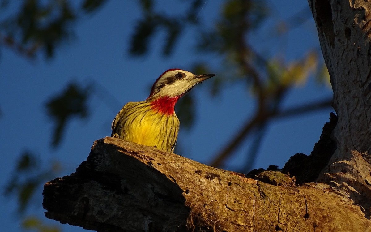 Cuban Green Woodpecker - Julia Wittmann