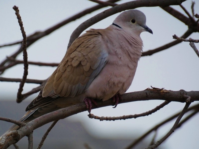 Eurasian Collared-Dove - Keith Roragen