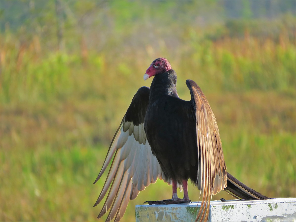 Turkey Vulture - Susan Young
