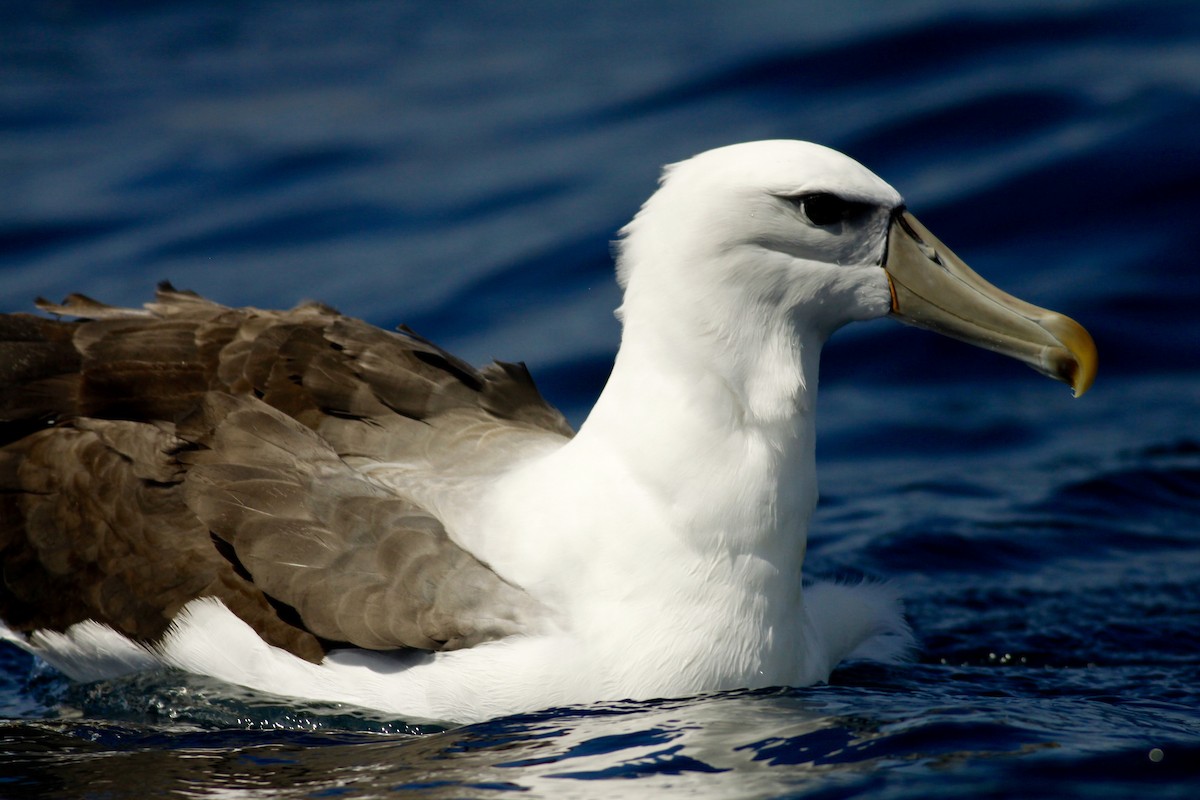 White-capped Albatross - Doug Cooper