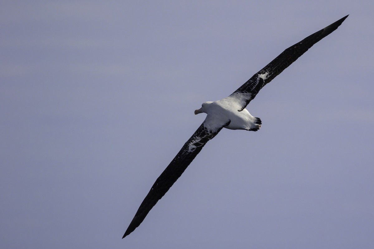 Snowy/Tristan/Antipodean Albatross - Thomas Kallmeyer