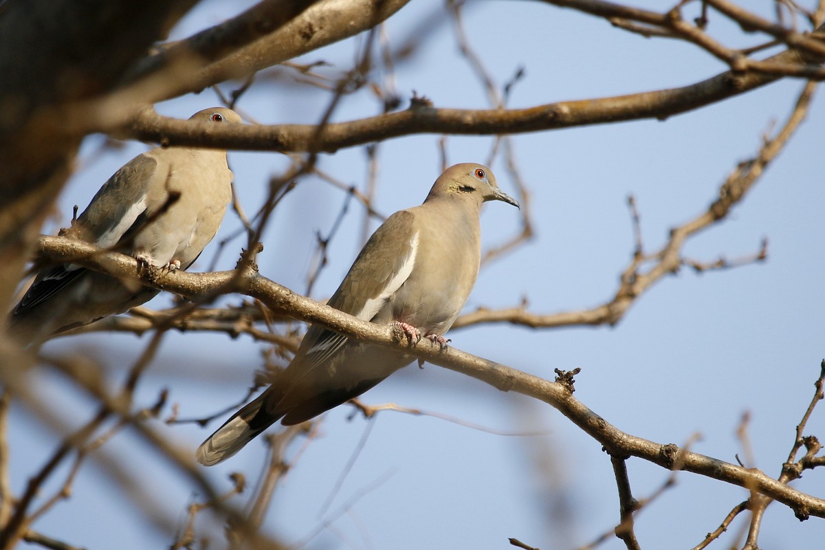 White-winged Dove - Kaleb Kroeker