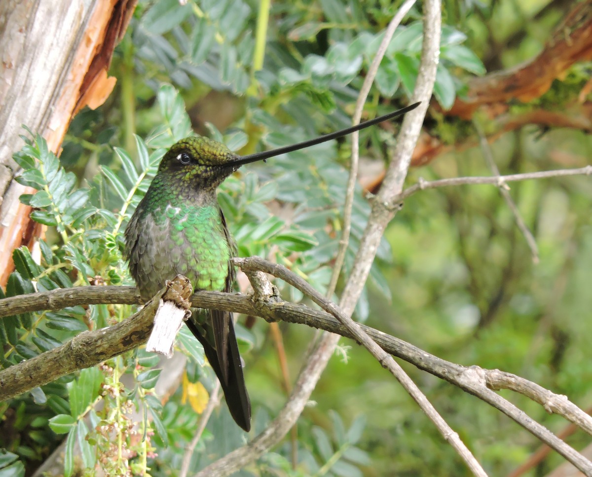 Sword-billed Hummingbird - Pat Weber