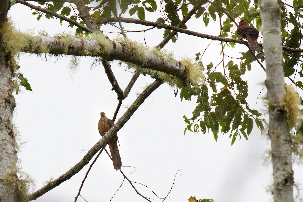 Black-billed Cuckoo-Dove - ML90271391