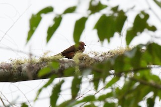 Black-billed Cuckoo-Dove, ML90271631