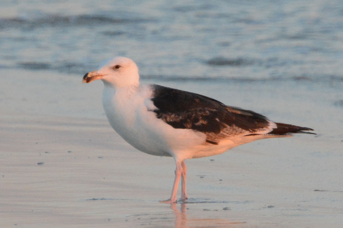 Great Black-backed Gull - Lewis Gray