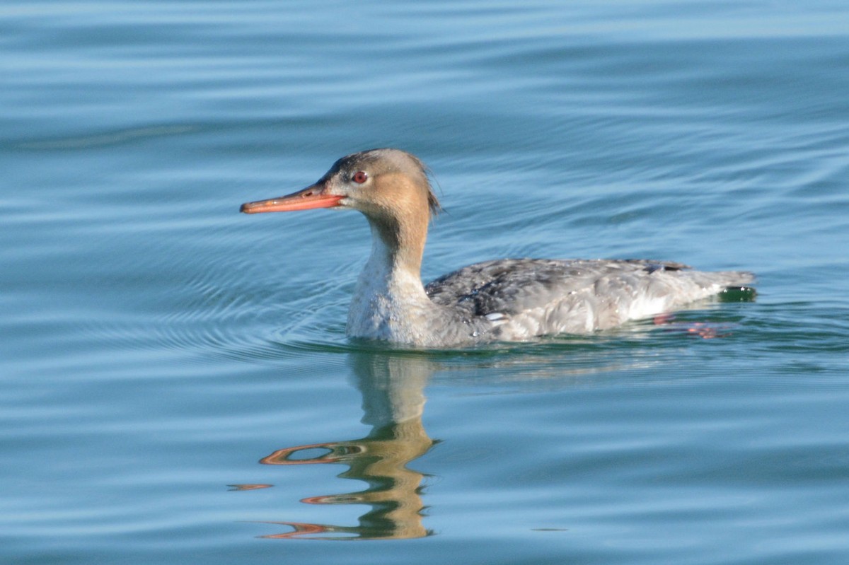 Red-breasted Merganser - Lewis Gray