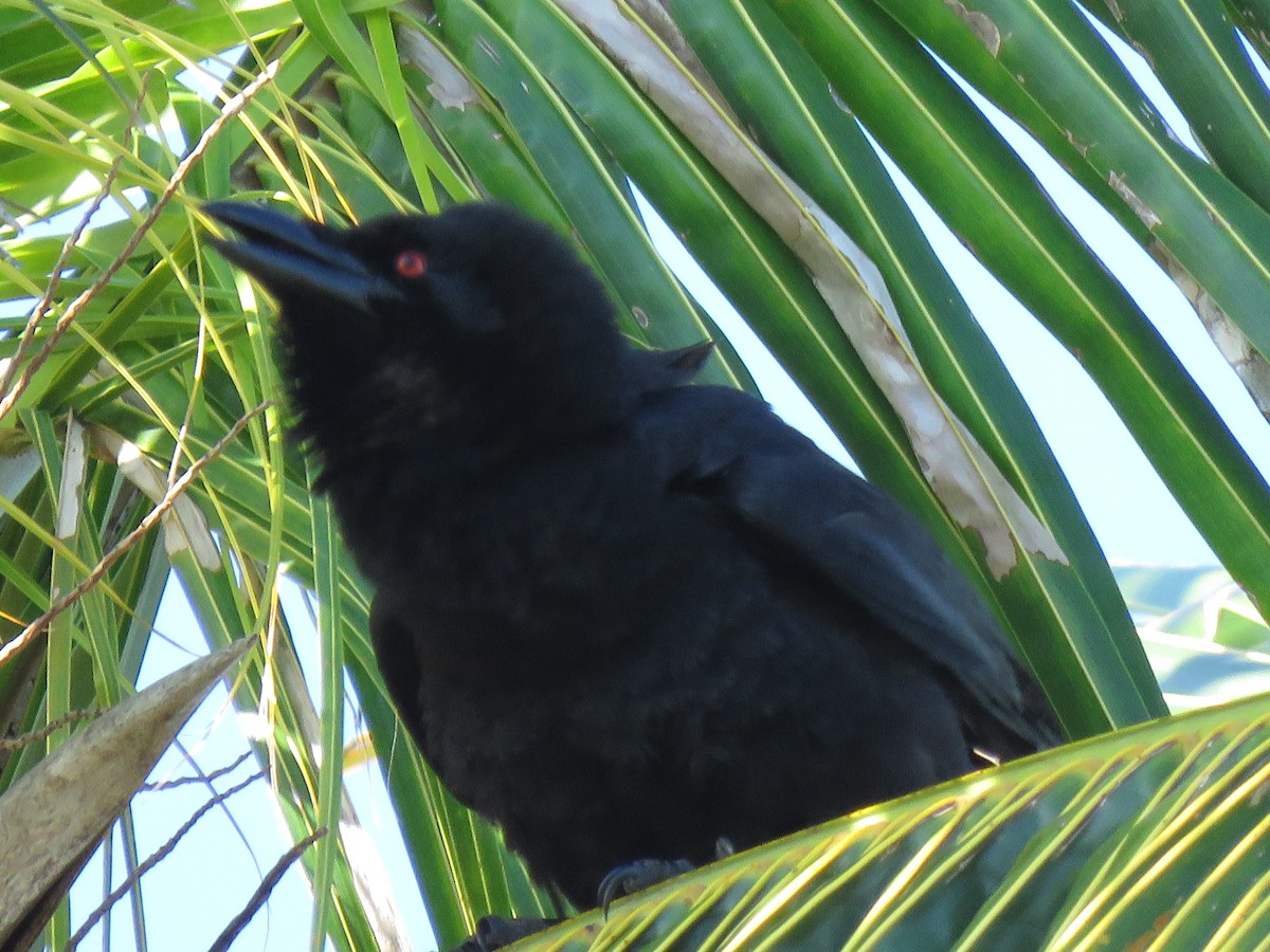 White-necked Crow - ML90274981
