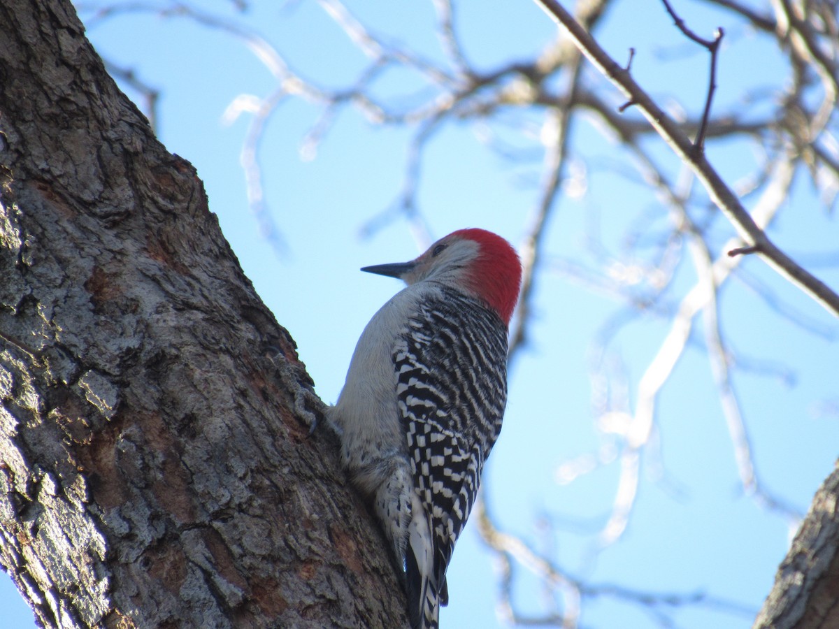Red-bellied Woodpecker - ML90275541