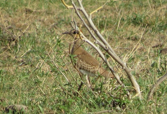 Undergoing Preformativve Molt. - Temminck's Courser - 