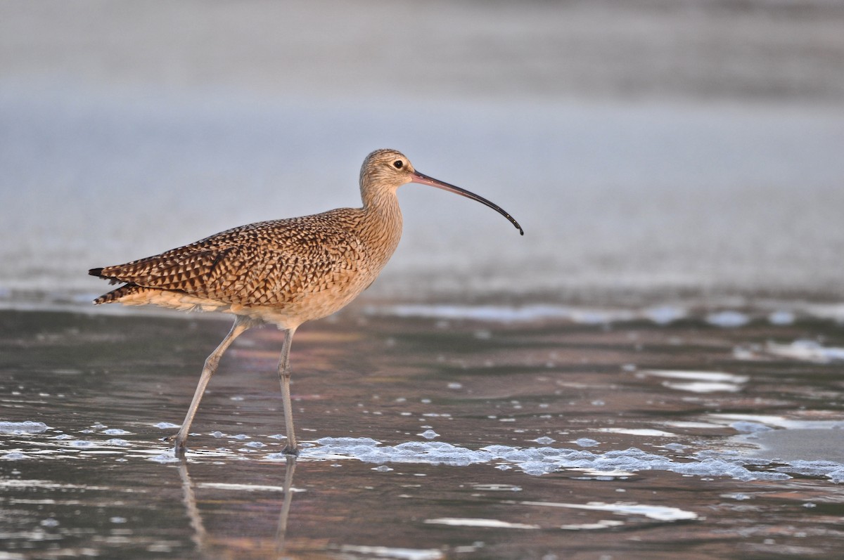 Long-billed Curlew - Ethan Gosnell