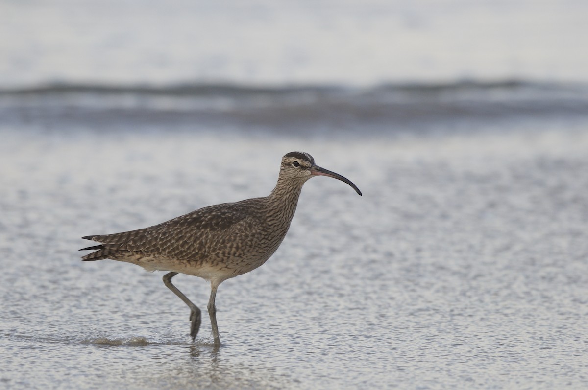 Whimbrel (Hudsonian) - Ethan Gosnell