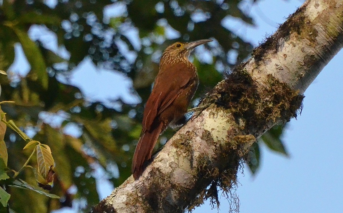 Strong-billed Woodcreeper - Ron Furnish