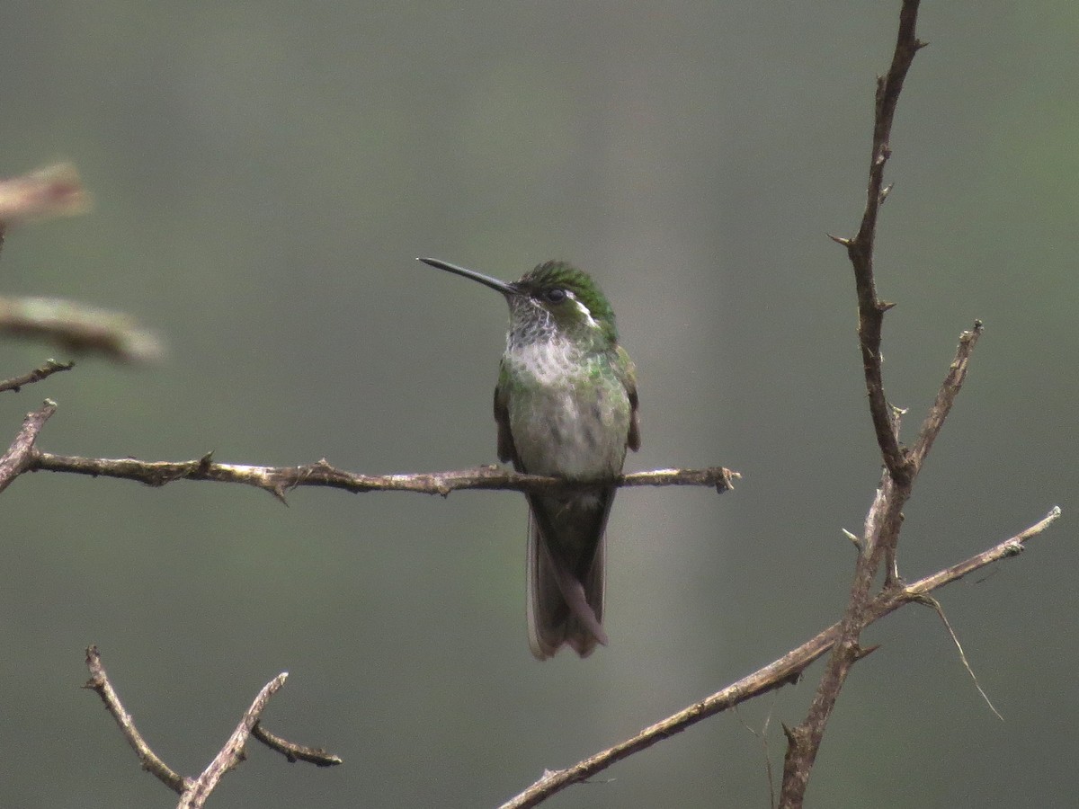 kolibřík salvadorský - ML90282281