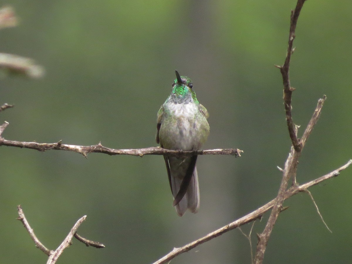 kolibřík salvadorský - ML90282391
