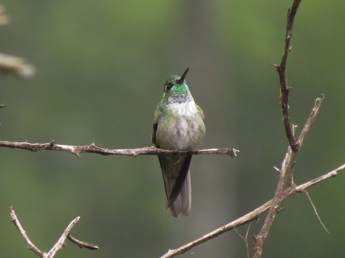 kolibřík salvadorský - ML90282531