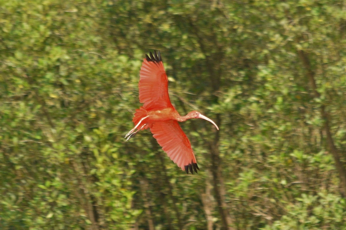 Scarlet Ibis - ML90283531