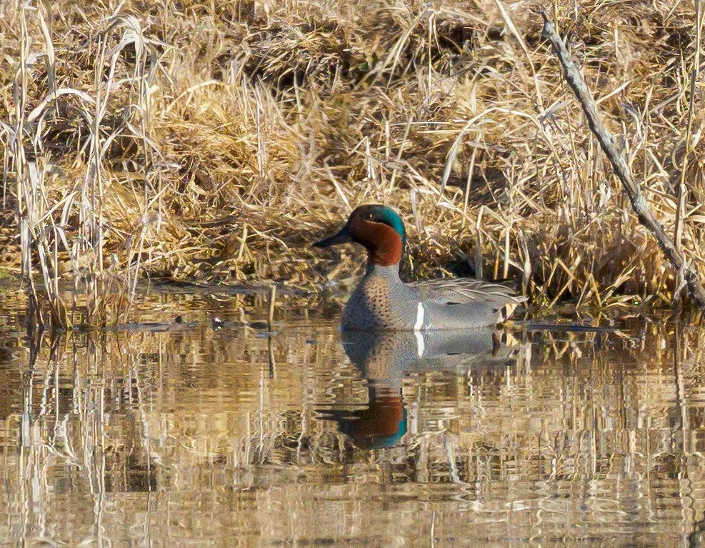 Green-winged Teal - Mike Bailey