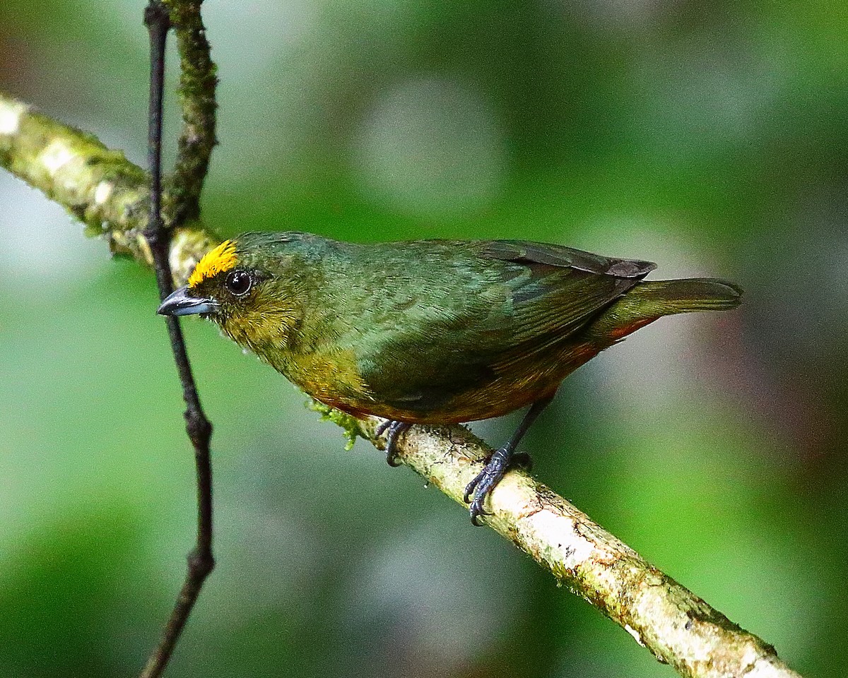 Olive-backed Euphonia - Ryan Candee