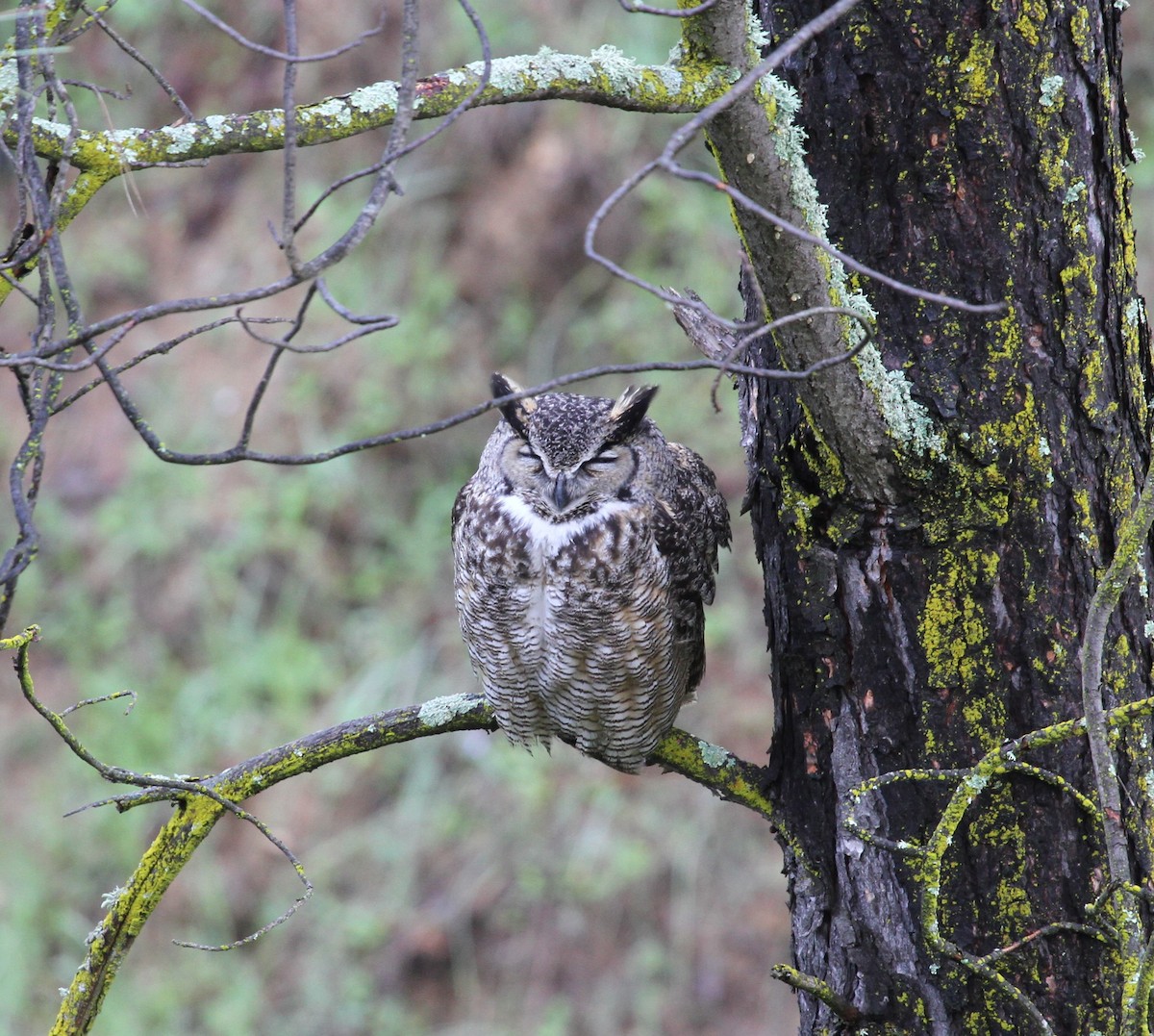 Great Horned Owl - Steve Huckabone