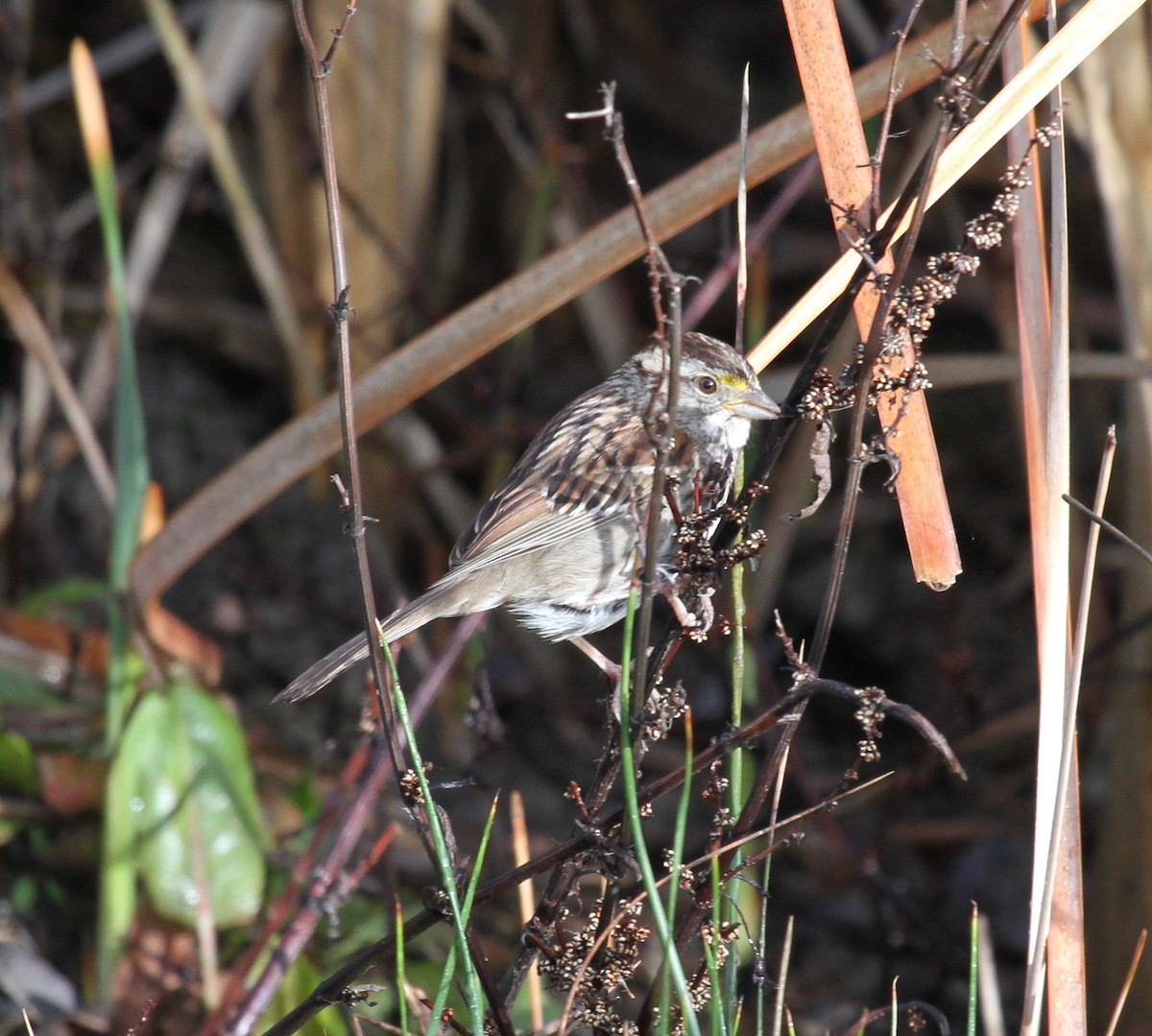 White-throated Sparrow - Steve Huckabone