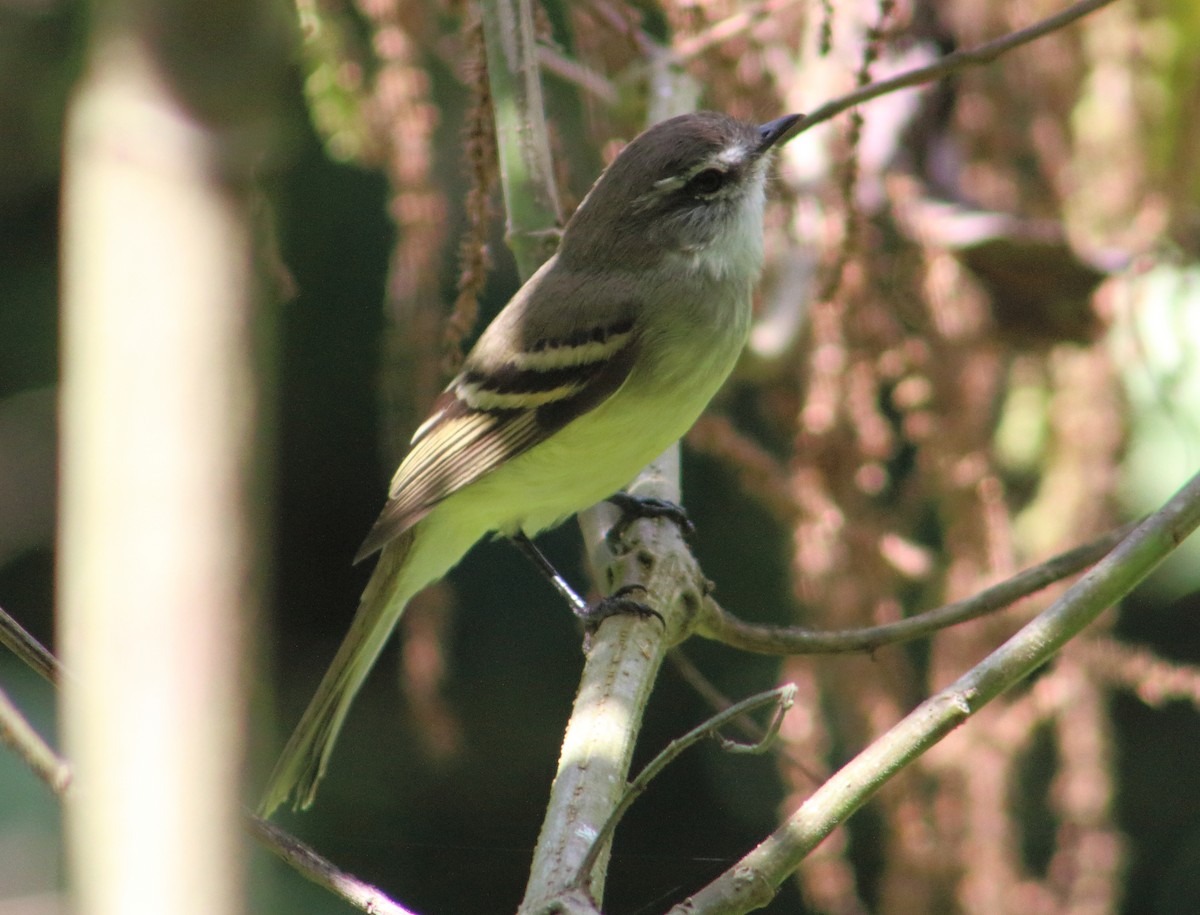 White-throated Tyrannulet - Gabriel Carbajales