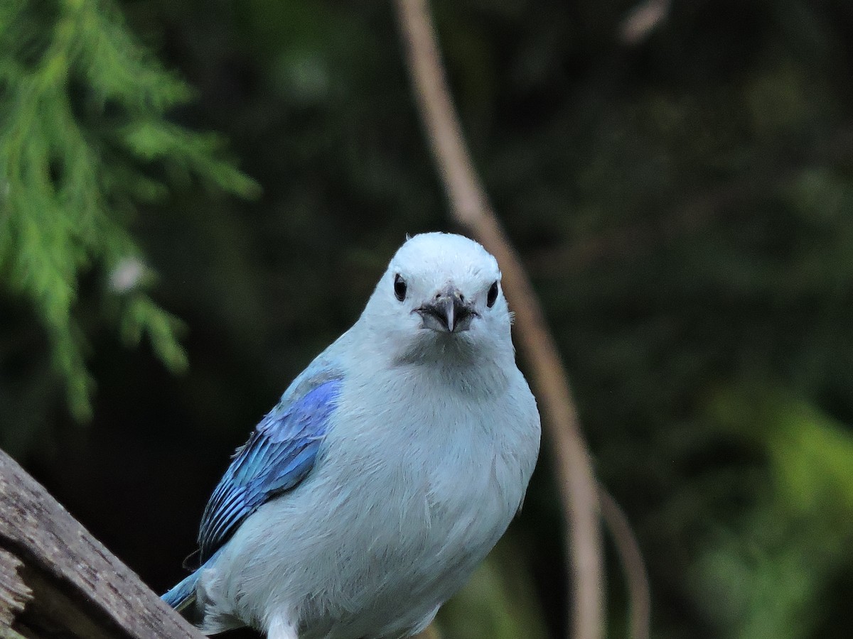 Blue-gray Tanager (Blue-gray) - Pat Weber
