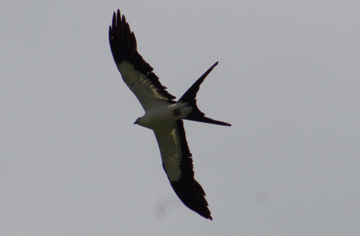 Swallow-tailed Kite - Gabriel Carbajales