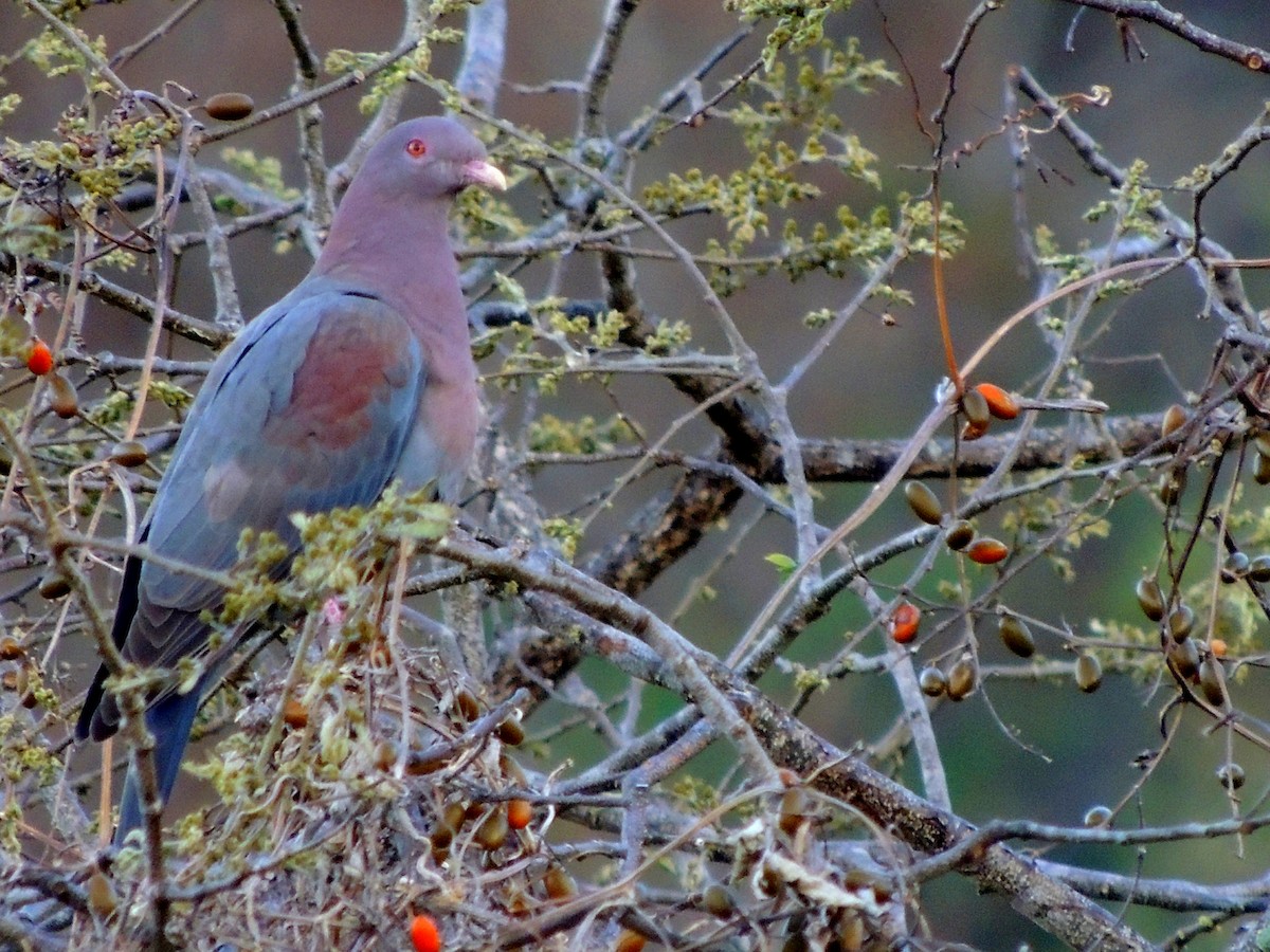 Red-billed Pigeon - Mark Yoder