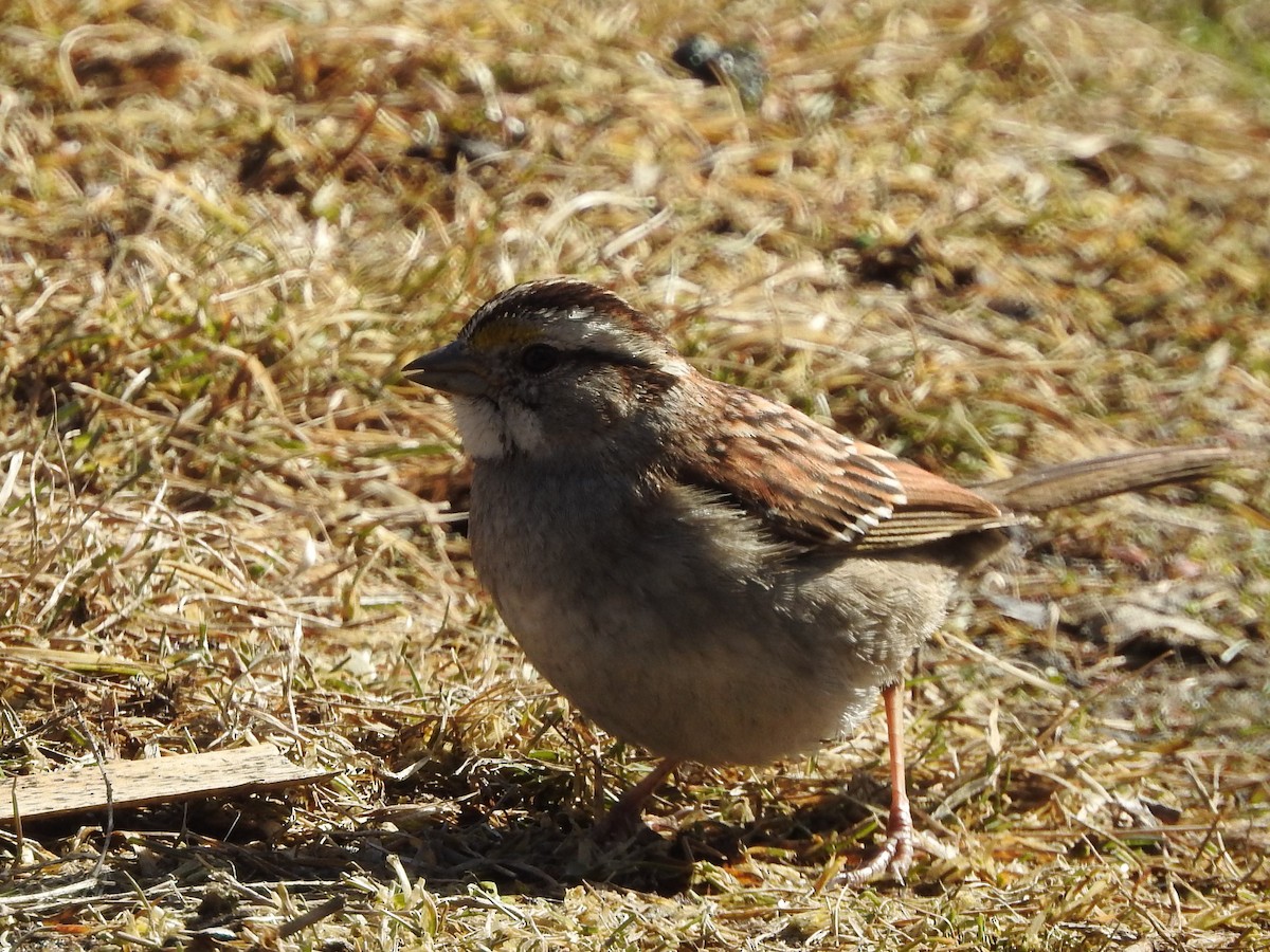 White-throated Sparrow - ML90292561