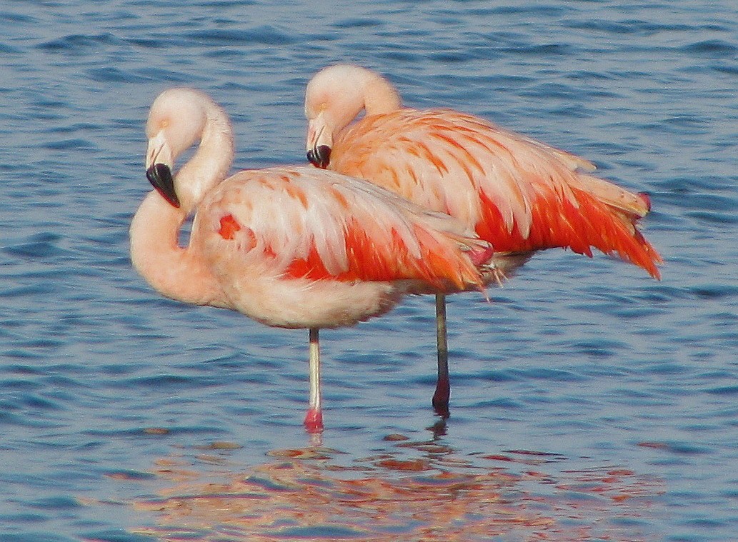 Chilean Flamingo - Hugo Hulsberg