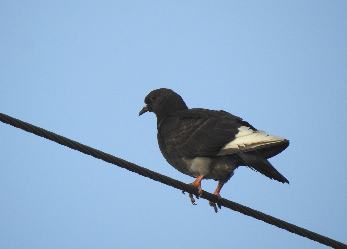 Rock Pigeon (Feral Pigeon) - Wendy Meehan