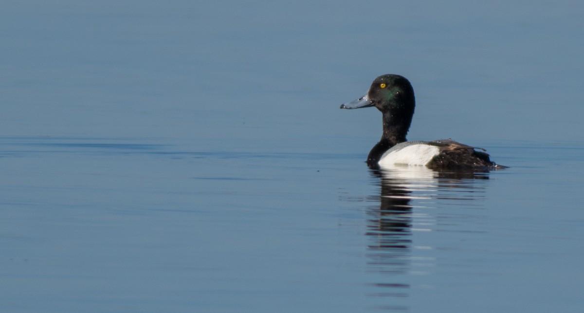 Greater Scaup - Scott Simmons