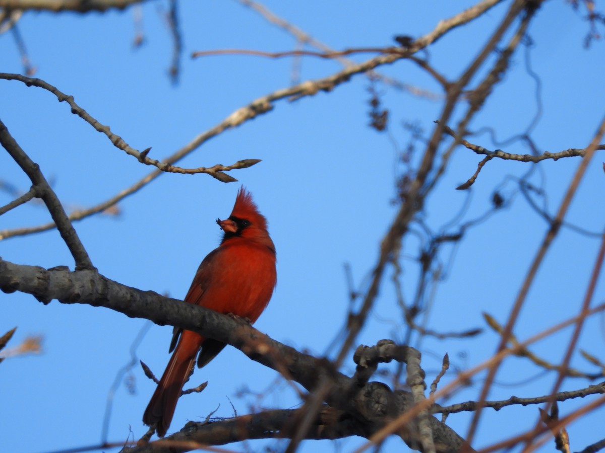 Northern Cardinal - carol villeneuve