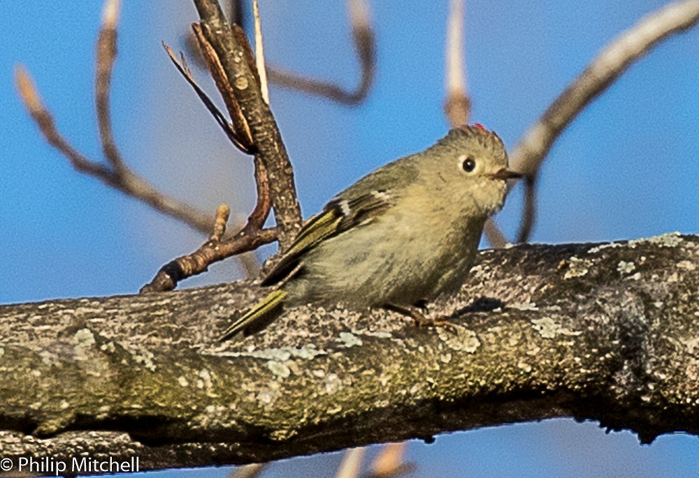 Ruby-crowned Kinglet - Philip Mitchell