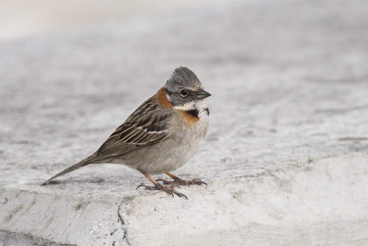 Rufous-collared Sparrow - Claudia Brasileiro