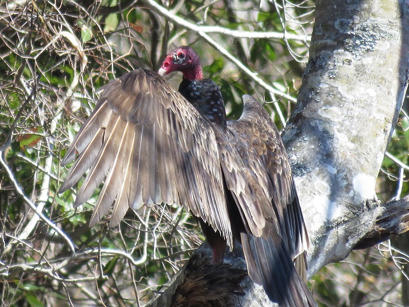 Turkey Vulture - Karen Lebing