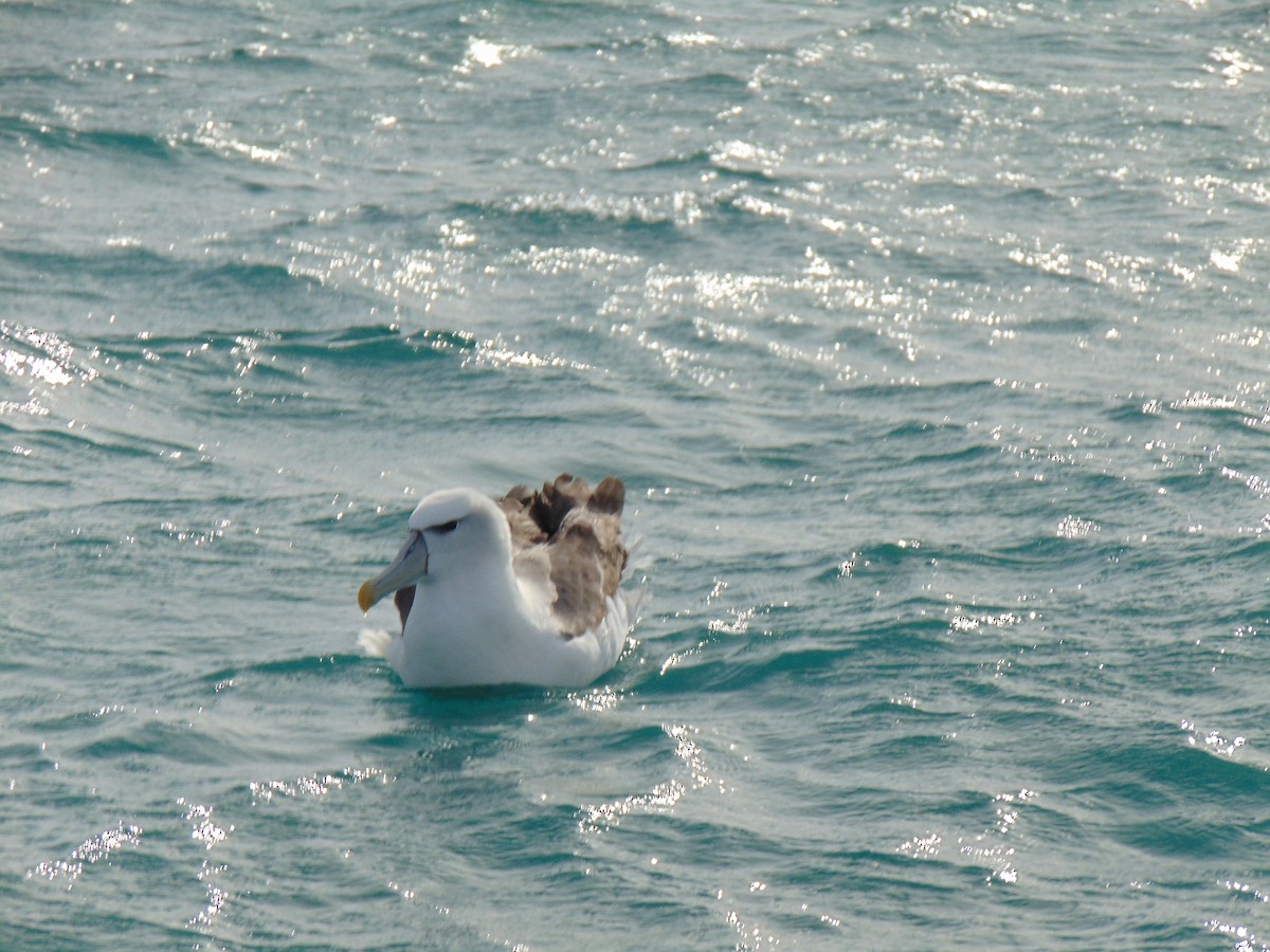 White-capped Albatross - Nicholas Rosner