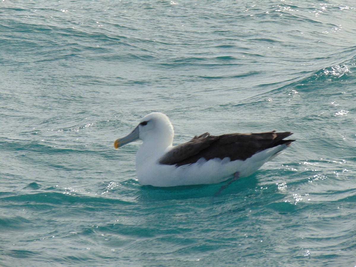 White-capped Albatross - Nicholas Rosner
