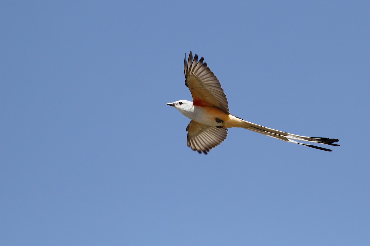 Scissor-tailed Flycatcher - Evan Lipton