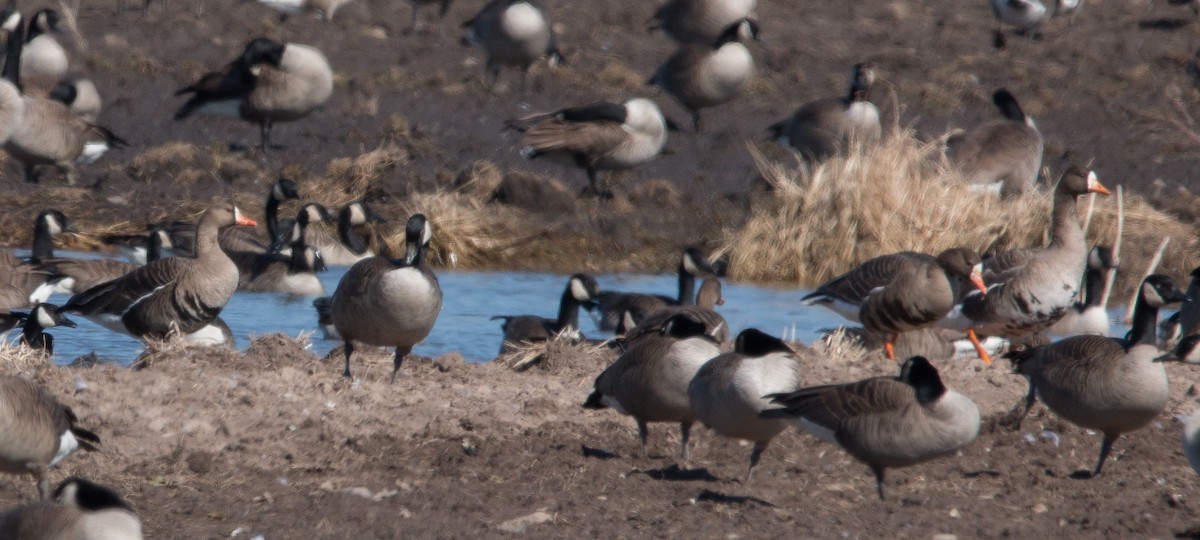 Greater White-fronted Goose - ML90308811
