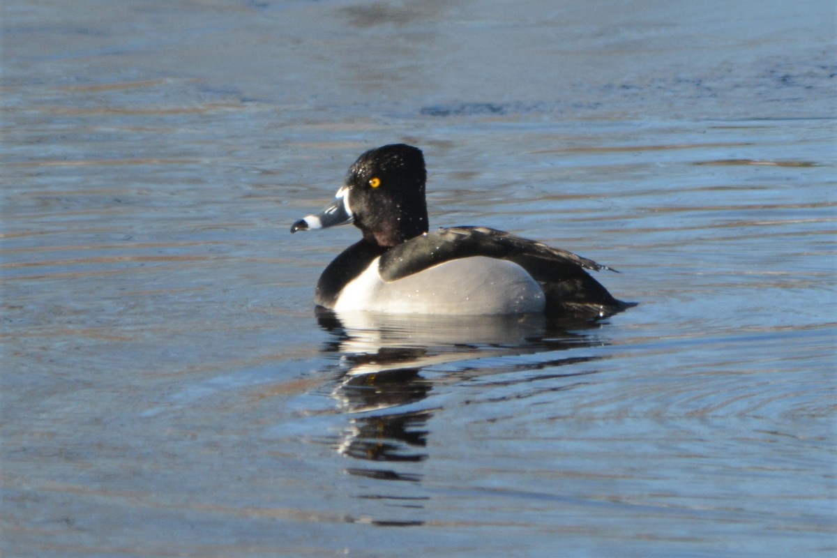 Ring-necked Duck - ML90309781
